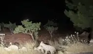 Şanlıurfa Halfeti yolunda sırtlanın avını taşıma anı kaydedildi