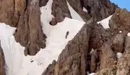 Tunceli Hel Dağları zirvesinde karlar üzerinde yürüyen ayılar görüntülendi