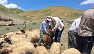 Yüksekova kırsalında küçükbaş hayvanlar için sağlık taraması başladı