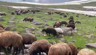 Ağrı yaylalarında temmuz ayında kar sürprizi yaşanıyor