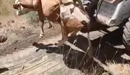 Elazığ Kovancılar’da uçuruma düşen inek iş makinesi yardımıyla kurtarıldı