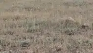 Batman Gercüş kırsalında yaban domuzu sürüsü paniği