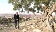 Şanlıurfa'daki bin yıllık zeytin ağacı turizme kazandırılıyor
