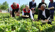 Elazığlı üreticilerle tarlaya giren Vali Hatipoğlu çilek topladı