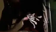 Diyarbakırda yanan büfede mahsur kalan kedi kurtarıldı