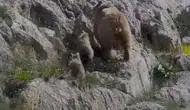 Ovacık kırsalında anne ayı ve yavrularının doğal anları kayıt altına alındı