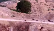 Çermik kırsalında yiyecek arayan domuz sürüsü kameralara yansıdı