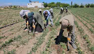 Bitlis Adilcevaz'da tarlada kavurucu sıcakla zorlu mesai