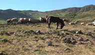 Tunceli Hel Dağı yaylacılık ücretlerini hayvan başına 30 liraya sabitledi