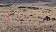 Şanlıurfa kırsalında nesli koruma altındaki ceylanlar kameraya yansıdı