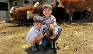 Ağrı'da hayvancılığı geliştirmek için çiftçilere özel düve desteği sağlandı