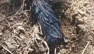 Elazığlı çiftçinin tarlasında bulduğu gizemli hayvan şaşırttı