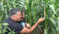 Rusya'dan köyüne dönen mühendis ata tohumunu 37 fidandan çoğalttı