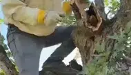 Palu ormanlarında kuruyan meşe ağacından doğal bal çıktı