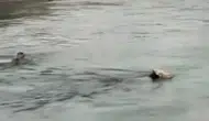 Diyarbakır Eğil'de kanala düşen hayvanı kurtarmak için suya girdi