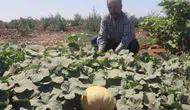 Şanlıurfa Karaköprüde yüzyıllık ata tohumu hasadı başladı