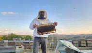 Tunceli dağlarında arıcıların bal hasadı mesaisi başladı