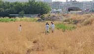 Şanlıurfa Yenice Mahallesindeki tarlada cansız bir erkek bedeni bulundu