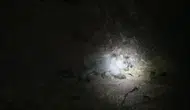 Tunceli ormanlarında yaban domuzu ve boz ayı gece vakti yan yana geldi