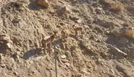 Tunceli Ovacık yolunda nadir görülen dağ keçileri objektiflere yansıdı
