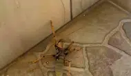 Diyarbakır'da kedinin dev çekirge ile eğlenceli anları kameraya yansıdı