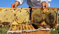 Ağrı yaylalarında coğrafi işaretli bal hasadı için kollar sıvandı