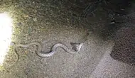 Hazar Gölü kıyısında yılanın balık avı cep telefonu kamerasına yansıdı