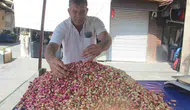 Şanlıurfa'da tescilli Ketenköyneği fıstığının sezonu 700 liradan açıldı
