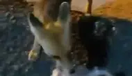 Elazığ sokaklarında tilkiyle sohbet eden vatandaşın görüntüleri gülümsetti