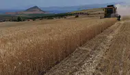 Tatvan ovasında buğday bereketi yaşanıyor