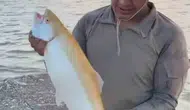Keban Barajı'nda oltaya takılan nadir sarı alabalık şaşkınlık yarattı