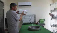 Diyarbakırda altın değerindeki güvercinler klimalı odalarda serinliyor