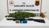 Halfeti'de kenevir operasyonu Jandarmadan 1 gözaltı