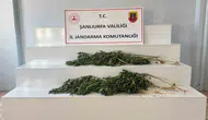 Şanlıurfa kırsalında kenevir baskını