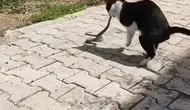 Elazığ sokaklarında kedi ve yılanın beklenmedik karşılaşması kayıt altına alındı