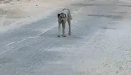 Şanlıurfa Halfeti’de küçük çocuğa sokak köpeği saldırdı