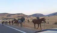 Silvan yolunda aniden beliren at sürüsü trafiği birbirine kattı