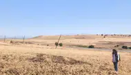 Elazığ Ağın bölgesinde geleneksel tüylü nohut hasadı yüzleri güldürdü