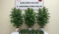 Şanlıurfa Bozova jandarma operasyonunda kenevir bitkileri yakalandı