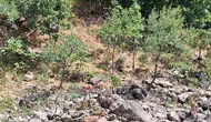 Munzur Nehri kıyısında nadir görülen dağ keçileri objektiflere yansıdı