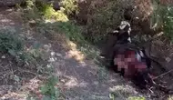 Siirt Yarımca köyünde kurtlar yerleşim yerine kadar indi