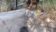 Boş havuzda mahsur kalan oklu kirpi doğaya geri döndü