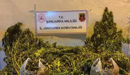 Eyyübiye'deki operasyonda 625 kök kenevir bulundu