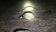 Çınar'da gece yağışı ağıla yıldırım düşürdü