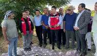 Birecik tarlalarında coğrafi işaretli patlıcan hasadı heyecanı yaşanıyor