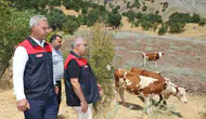 Elazığlı üreticilere damızlık hayvan desteği sağlandı