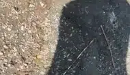 Elazığ Hazar Gölü kıyısında yılanlı şaka kameraya yansıdı