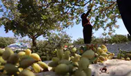 Fıstık üreticisi Diyarbakır'da 41 derece sıcakta hasat mesaisinde