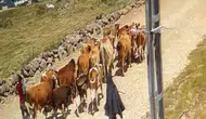 Ağrı'da çalınan hayvanların bir kısmı Doğubayazıt kırsalında bulundu