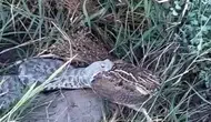 Bıldırcın avcısı yılanın avını cep telefonuyla görüntüledi